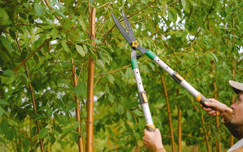 Tree trimming in Bloxom, VA