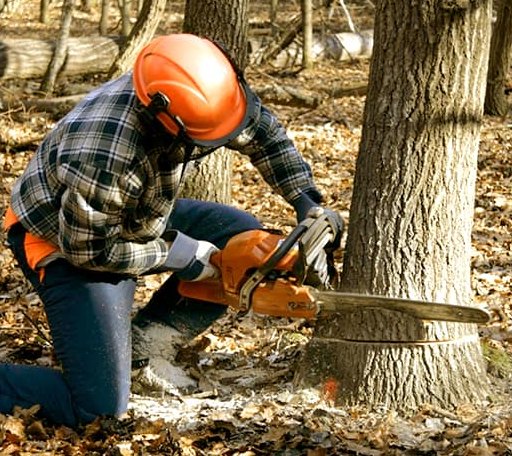 Tree Removal in Bloxom, VA